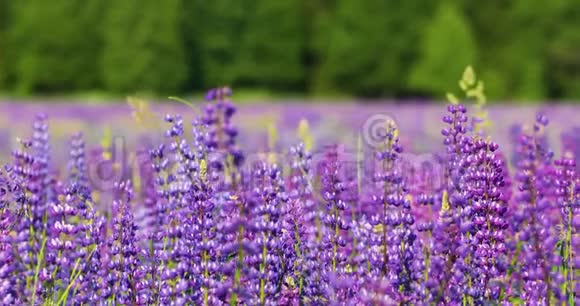 在一个温暖的夏日早晨开着花的草地美丽明亮的紫色背景视频的预览图