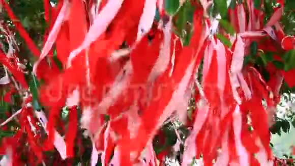 红丝带梦在树上视频的预览图