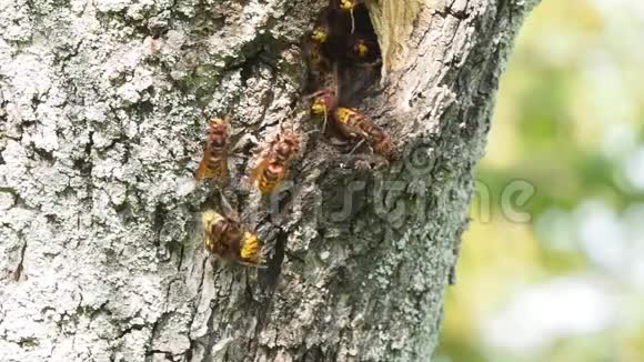 在一棵树上筑巢的欧洲黄蜂群视频的预览图