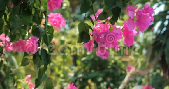 绿色的树木和花朵在蓝天和阳光明媚的丛林中粉红色观赏热带森林花卉背景股票视频的预览图