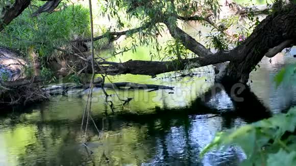 柳树从岸边掉到河里视频的预览图