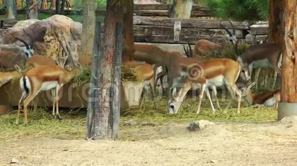 动物园的哺乳动物Deers视频的预览图