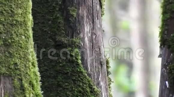 森林中的苔藓树视频的预览图