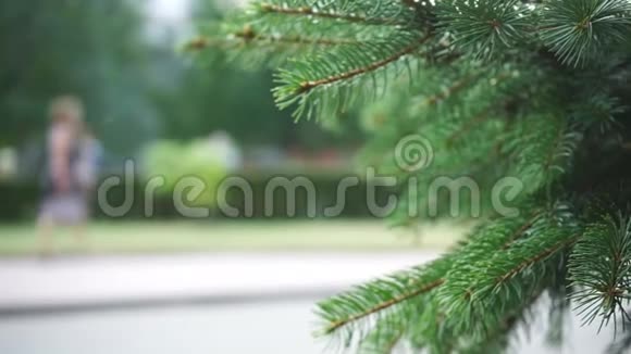 绿色云杉树枝配合摄像头移动特写视频的预览图