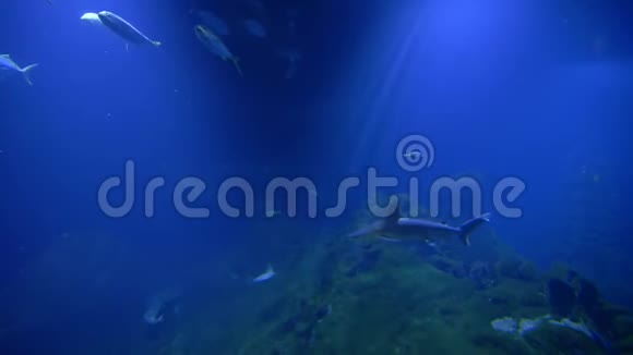 动物园大型水族馆的海洋生物黄貂鱼鲸鲨和鱼群视频的预览图
