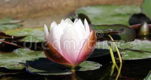 池塘里美丽的盛开的粉色百合视频的预览图