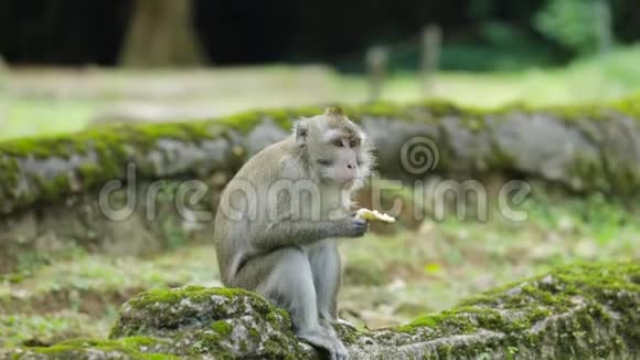 猕猴在动物园吃香蕉视频的预览图