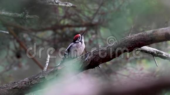 大斑点啄木鸟松柏少校栖息在松树林附近的分支莫雷苏格兰7月底视频的预览图