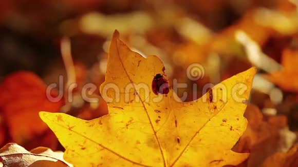 秋天1280x720红色瓢虫坐在发黄的枫叶上视频的预览图