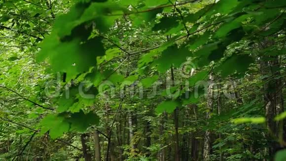 晴天时森林中的绿叶不集中视频的预览图