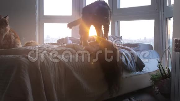 美丽浪漫的黑发女人躺在靠窗的床上与她可爱的猫在惊人的日落和镜头耀斑视频的预览图