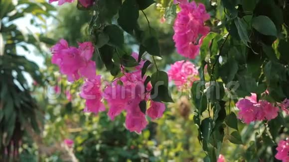 绿色的树木和花朵在蓝天和阳光明媚的丛林中粉红色观赏热带森林花卉背景股票视频的预览图