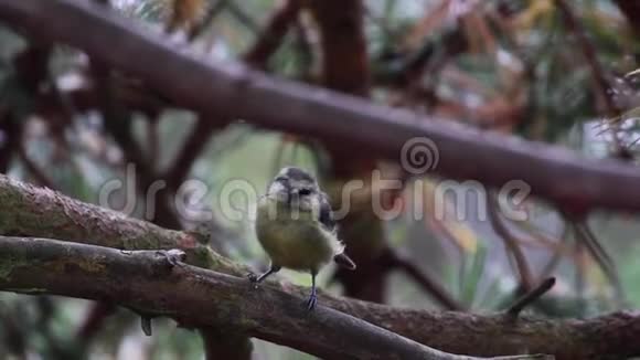 7月底在苏格兰莫莱郡的一片松林中蓝雀蓝雀栖息在树枝上视频的预览图