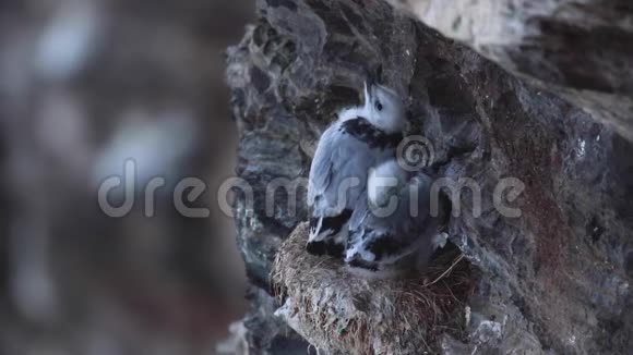 7月初苏格兰阿伯丁郡海鸥雏鸟幼虫在群头悬崖上的巢内在苏格兰阿伯丁郡视频的预览图