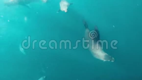 在蓝水中演奏的海豹的水下镜头从上面看太阳照耀着海豹视频的预览图