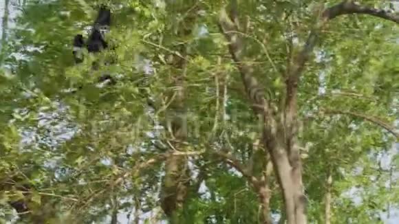 动物园里的暹罗爬树视频的预览图