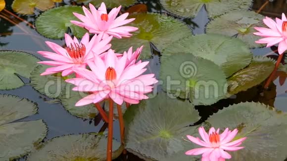 池塘里漂浮的睡莲从上面的绿叶和粉红色的睡莲花漂浮在宁静的水中视频的预览图