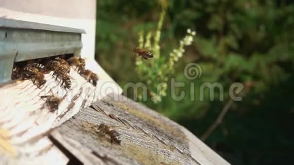 蜜蜂进出蜂巢视频的预览图