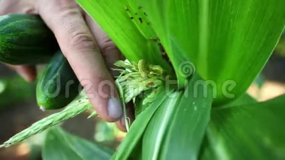 玉米地玉米叶片上的幼虫害虫视频的预览图