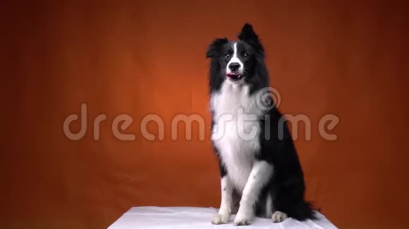 经过训练的黑白狗站在两条腿上橙色背景视频的预览图