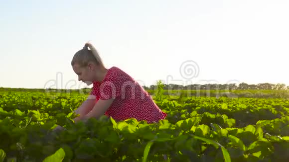 日落时分小女孩在田里摘草莓视频的预览图