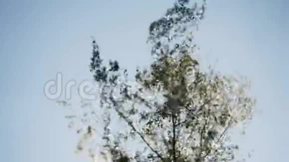 一根美丽的桦树枝条在风中舒展开来从底部看视频的预览图