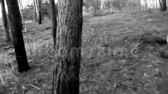 把绿树砍倒在森林里的地上视频的预览图