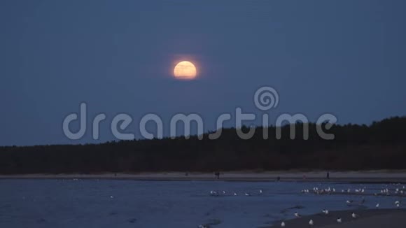 巨大的月亮用一条月光小径照亮大海4K专业镜头景观海鸥和视频的预览图
