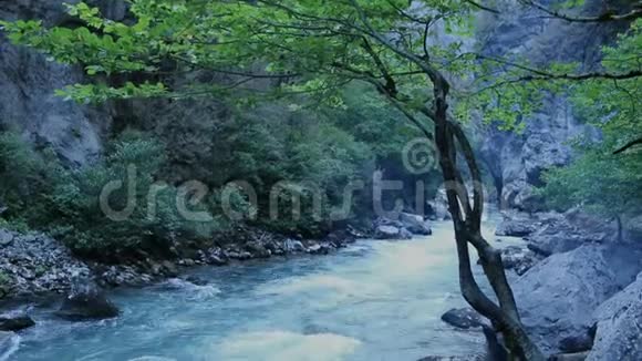 前面有山树和河流的景观神秘的山地丛林树木斜倚在湍急的溪流上视频的预览图