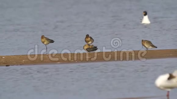 鸟双尾哥维兹利莫萨拉波尼卡走在沙滩上视频的预览图