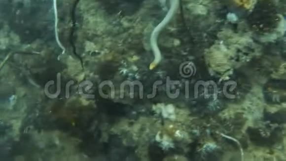白蛇在水下视频的预览图
