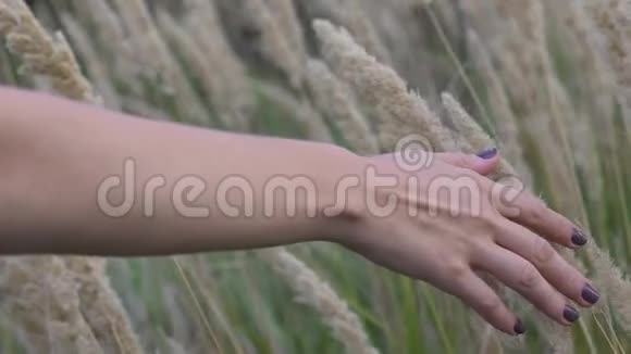夏天一个女人在夕阳下的田野里用她的手穿过干枯的高草和鲜花慢动作特写镜头视频的预览图