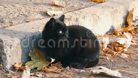 一只黑猫明亮的黄眼睛坐在被秋天落叶包围的街道上视频的预览图