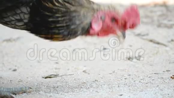 鸡在地上吃食物视频的预览图