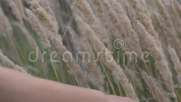 夏天一个女人在夕阳下的田野里用她的手穿过干枯的高草和鲜花慢动作特写镜头视频的预览图