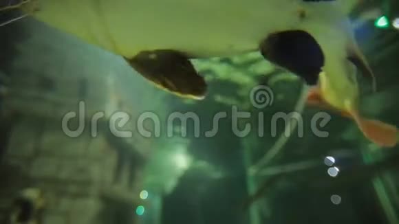 水族馆的大鱼视频的预览图