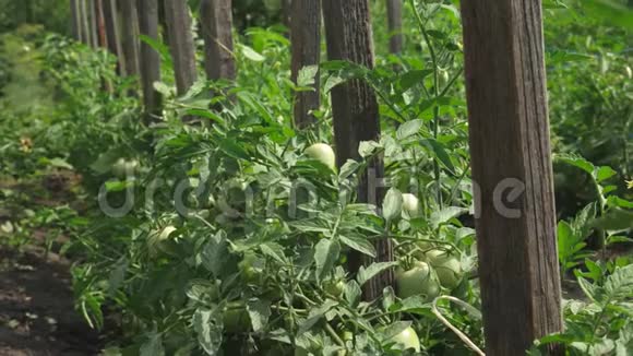 未成熟的西红柿在农场种植园春天夏季特写绿色西红柿挂在树枝上蕃茄藤视频的预览图