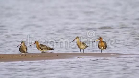 鸟双尾哥维兹利莫萨拉波尼卡走在沙滩上视频的预览图