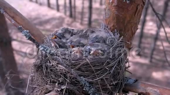 饥饿的野鸟在树上筑巢在森林里有开放的喙视频的预览图