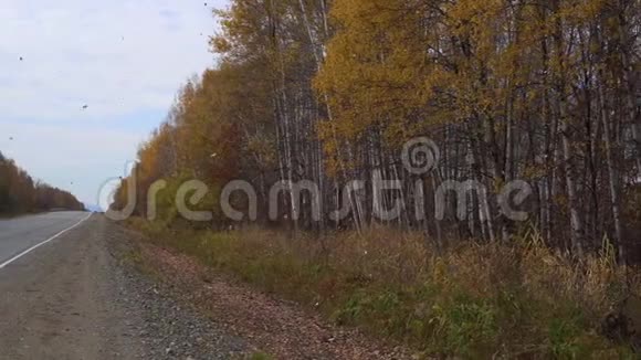附近有一条路和秋天的森林许多黄叶落在地上秋季概念视频的预览图