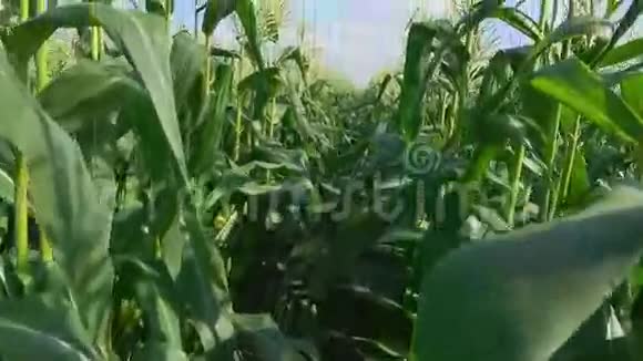 沿着玉米地经过视频的预览图