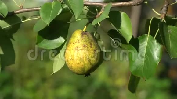 在刮风的一天成熟的有机梨树上特写黄色的水果和绿色的叶子视频的预览图