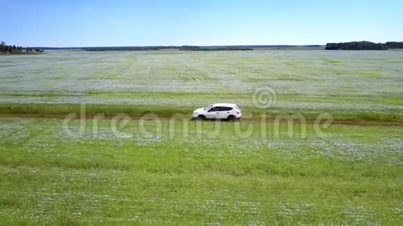 飞车跟随白色汽车行驶在荞麦地视频的预览图
