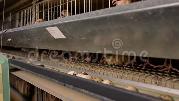 鹌鹑鸟场蛋笼有机动物家禽视频的预览图