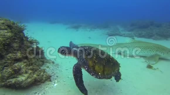 海龟和豹鲨绿海龟美丽的蓝海海洋生物视频的预览图