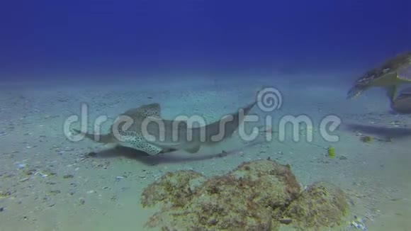 海龟和豹鲨温和的绿色海龟美丽的蓝海海洋生物视频的预览图