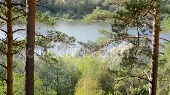 松树在自然条件下在温暖的季节里在河流和其他树木的背景下露天生长视频的预览图