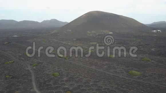 兰萨罗特黑火山土壤上的葡萄园在拉吉利亚葡萄酒种植的空中风景视频的预览图