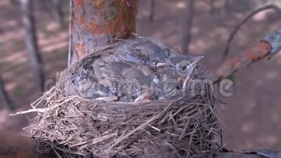 饥饿的雏鸟在巢里筑巢睡在树上在森林里有开放的橡树视频的预览图