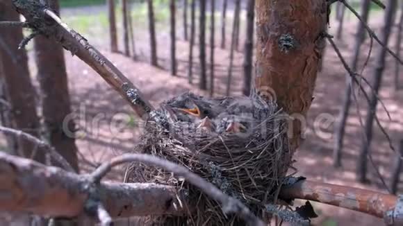 饥饿的野鸟在树上筑巢在森林里有开放的喙视频的预览图